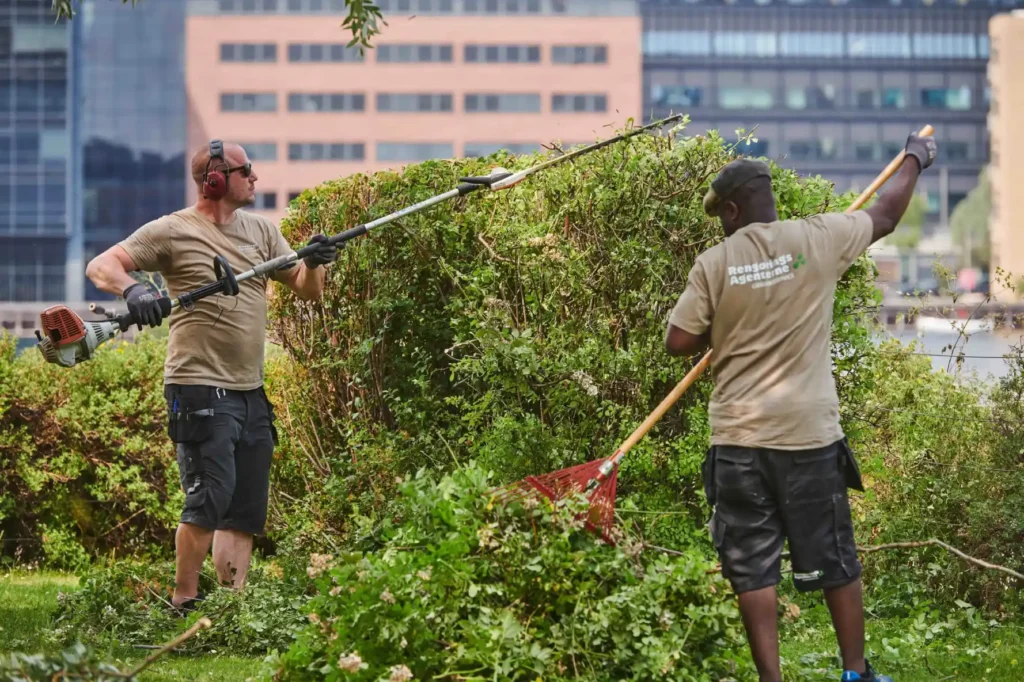 Medarbejdere fra ejendomsservice beskærer buske og samler haveaffald i fælles grønt område